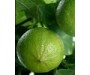 Bergamot 佛手柑