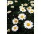 Chamomile Roman - Anthemis nobilis