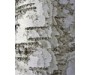 Birch Tar - Betula alba