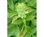 Basil sweet ct. chavicol - Ocimum basilicum