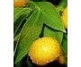 Mandarin - Citrus reticulata