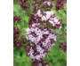 Marjoram Sweet - Marjorana hortensis