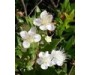 Myrtle - Myrtus communis