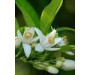 Neroli - Citrus aurantium ssp amara