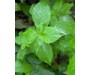 Bergamot Mint - Mentha citrata