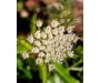 Carrot Seed CO2 - Daucus carota