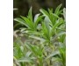 Tarragon - Artemisia dracunculus