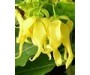 Ylang Ylang CO2 - Cananga odorata