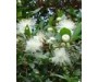 Myrtle Green - Myrtus communis