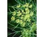 Dill Seed 蒔蘿籽