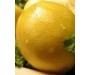 Lemon - Citrus limonum