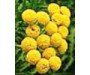 Blue Tansy - Tanacetum annuum