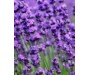 Lavender spike - Lavandula latifolia